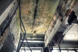 Best Black Mold Removal  in USA